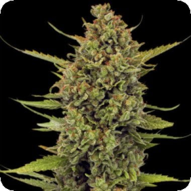 Acapulco Gold