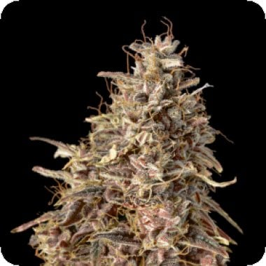 Auto  Mimosa  Punch