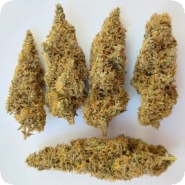 ACE Seeds Colossus Feminised Seeds packaging