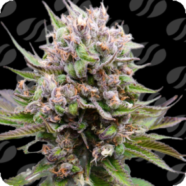 Cotton Berry Rush Auto