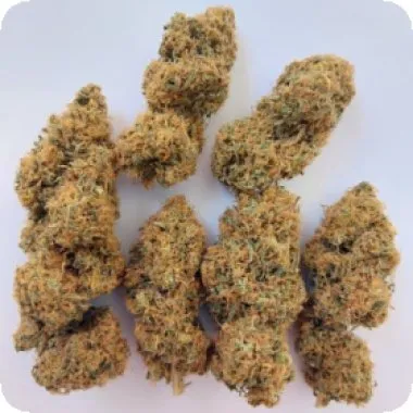 ACE Seeds Magic Carrot Regular Seeds packaging