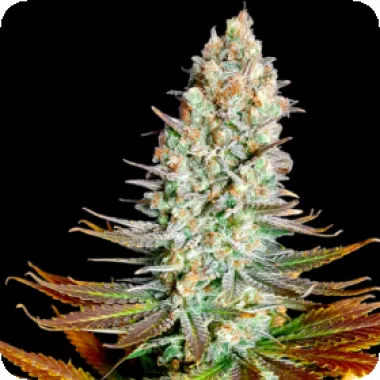 Northern Lights
