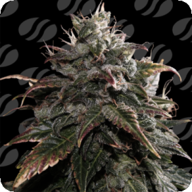 Papaya Stank