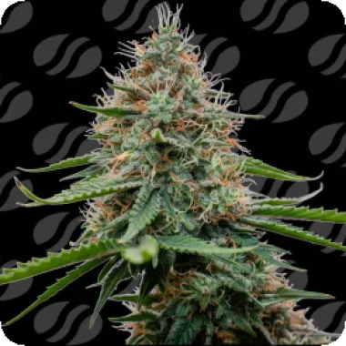 Poison Cookies