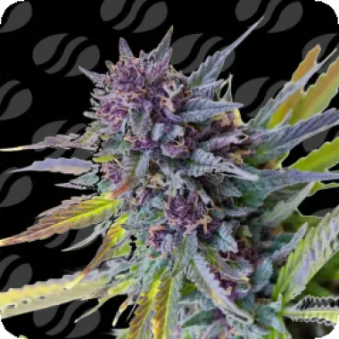 Purple Lemon Tree X L Auto