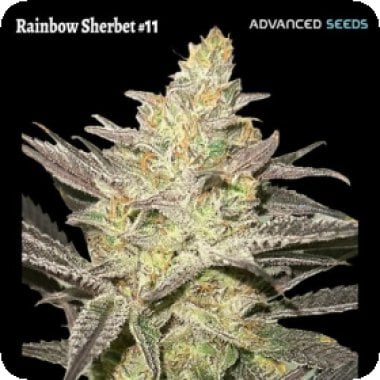 Rainbow Sherbet 11