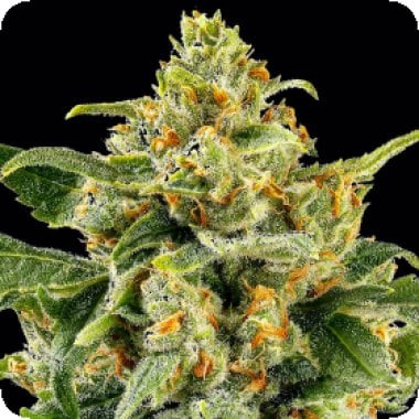 Skunk 1