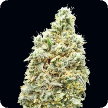 Advanced Seeds Strawberry Banana Fast Version product image