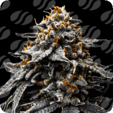 Twilight Zlush Auto