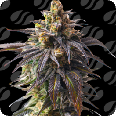 Velvet Drip Auto