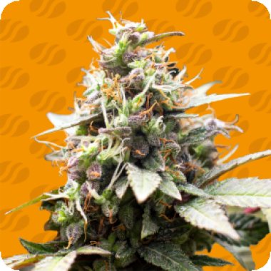 White Raspberry Truffle
