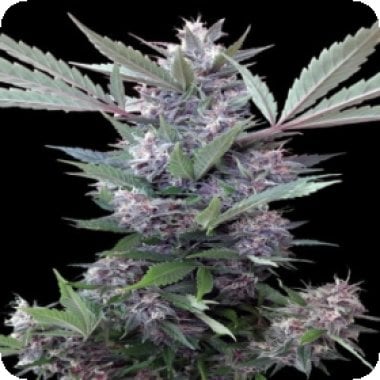 Ace Cannabis Seeds Bubba Kush X Pck