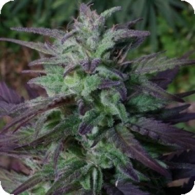 Ace Cannabis Seeds China Yunnan