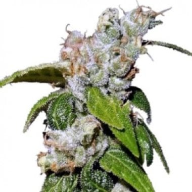Ace Cannabis Seeds Limited Edition Green Haze 19 A5