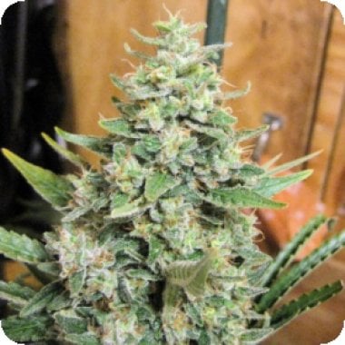 Ace Cannabis Seeds Limited Edition Panama X Malawi