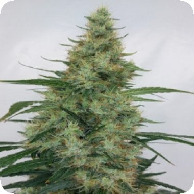 Ace Cannabis Seeds Limited Edition Super Panama Haze