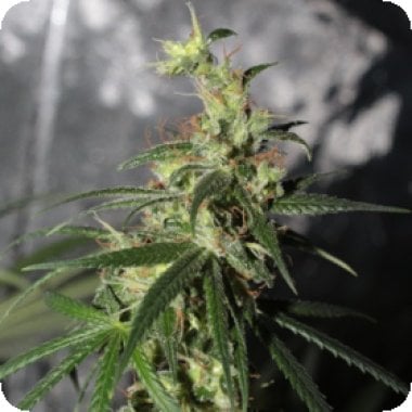 Ace Cannabis Seeds Limited Edition Thai A5 Haze