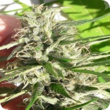 Ace Cannabis Seeds New Caledonia