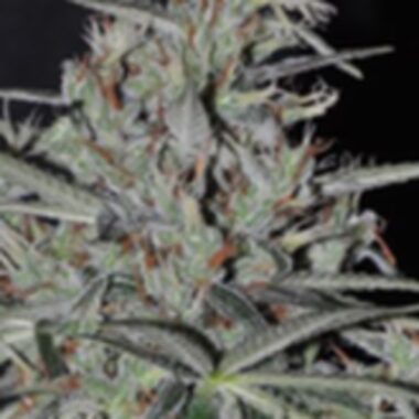 Ace Cannabis Seeds Oaxaca X Panama