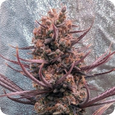 Ace Cannabis Seeds Panama Haze
