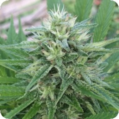 Ace Cannabis Seeds Panama X Bangi Haze