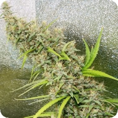 Ace Cannabis Seeds Thai X Panama