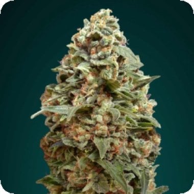 Advanced  Cannabis  Seeds  Afghan  Skunk