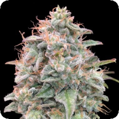 Advanced  Cannabis  Seeds  Auto  Banana  Cookies