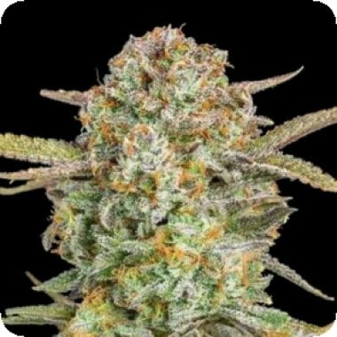 Advanced  Cannabis  Seeds  Auto  Bruce  Banner  Xxl