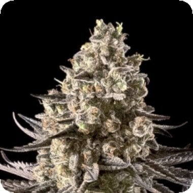 Advanced  Cannabis  Seeds  Auto  Fire  Dog