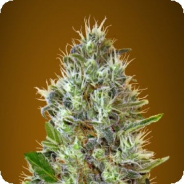Advanced Cannabis Seeds Auto Somango