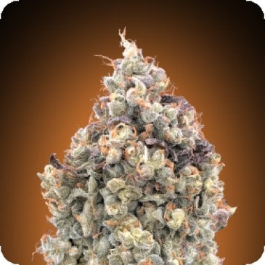 Advanced Cannabis Seeds Auto Watermelon Og