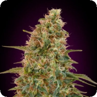 Advanced Cannabis Seeds Auto Zkittlez