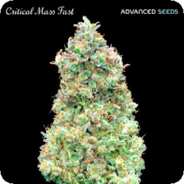 Advanced  Cannabis  Seeds  Critical  Mass  Fast  Version