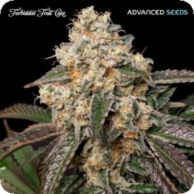Advanced  Cannabis  Seeds  Forbidden  Fruit  Cake