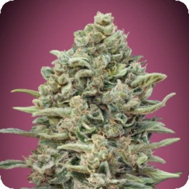 Advanced  Cannabis  Seeds  Gelato 33  Fast  Version
