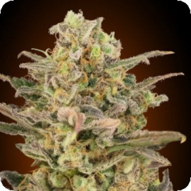 Advanced Cannabis Seeds Somango Glue