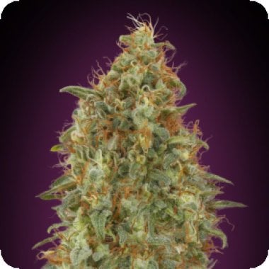 Advanced Cannabis Seeds Zkittlez Fast Version