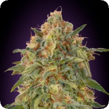 Advanced Cannabis Seeds Zkittlez