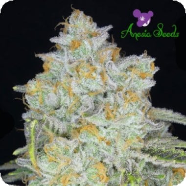 Anesia  Cannabis  Seeds  Amnesia  Flash  Auto