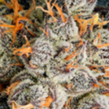 Anesia Cannabis Seeds Aura