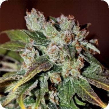 Anesia  Cannabis  Seeds  Auto  Blueberry  Banana