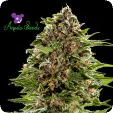 Anesia  Cannabis  Seeds  Auto  Bubblegum
