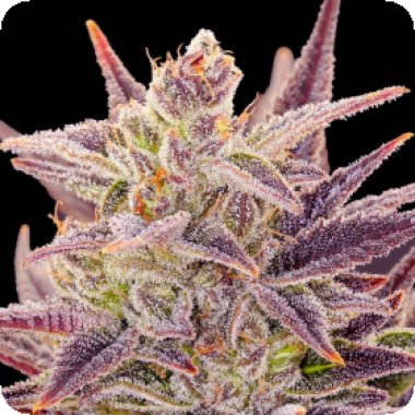 Anesia Cannabis Seeds Auto Imperium X