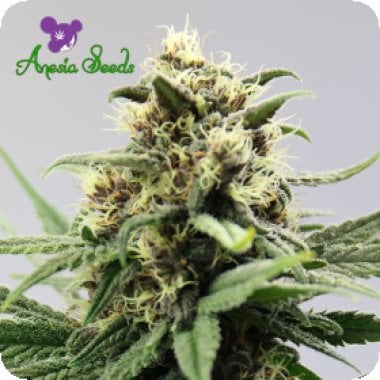 Anesia Cannabis Seeds Auto Lemongrass