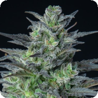 Anesia Cannabis Seeds Auto Sleepy Joe
