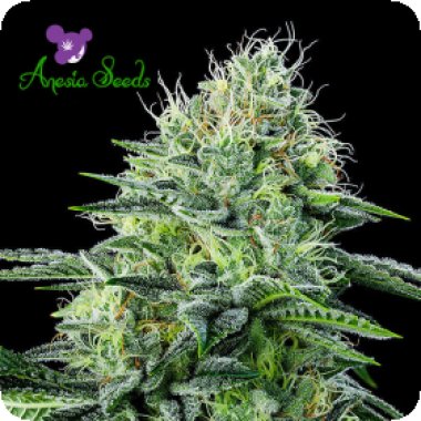 Anesia Cannabis Seeds Auto Strawberry Banana