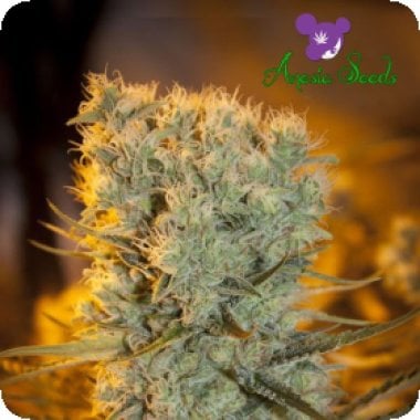 Anesia  Cannabis  Seeds  Banana  Kush  Auto