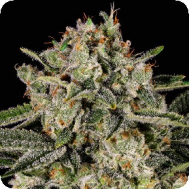 Anesia Cannabis Seeds Banana Mac