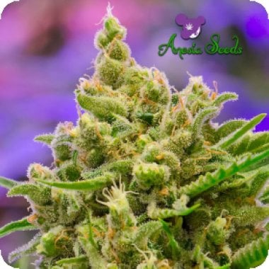 Anesia  Cannabis  Seeds  Big  Bazooka  Auto